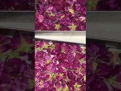 가정용 냉동 건조: 사용 편리하고 에너지 효율적이며 부엌에 적합합니다